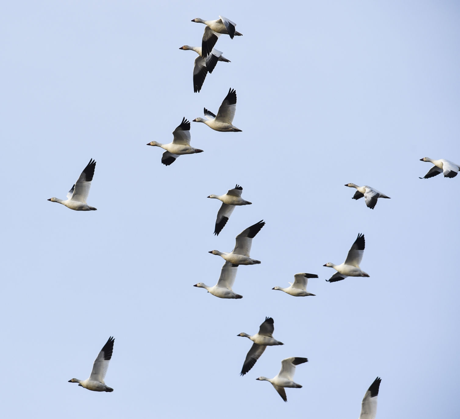 Freezout Lake Snow Goose Migration